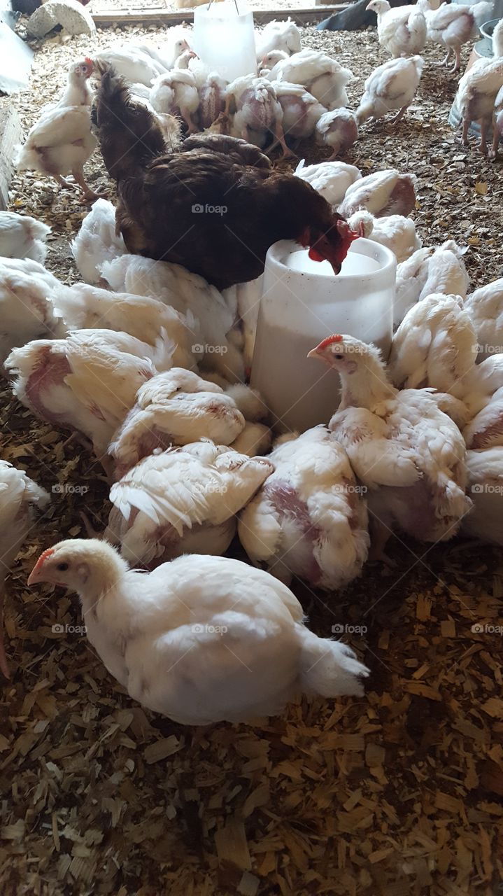cornish cross chickens