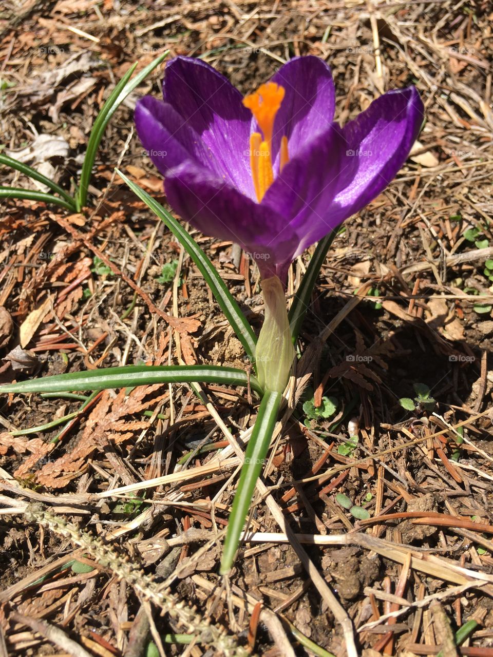 Purple crocus