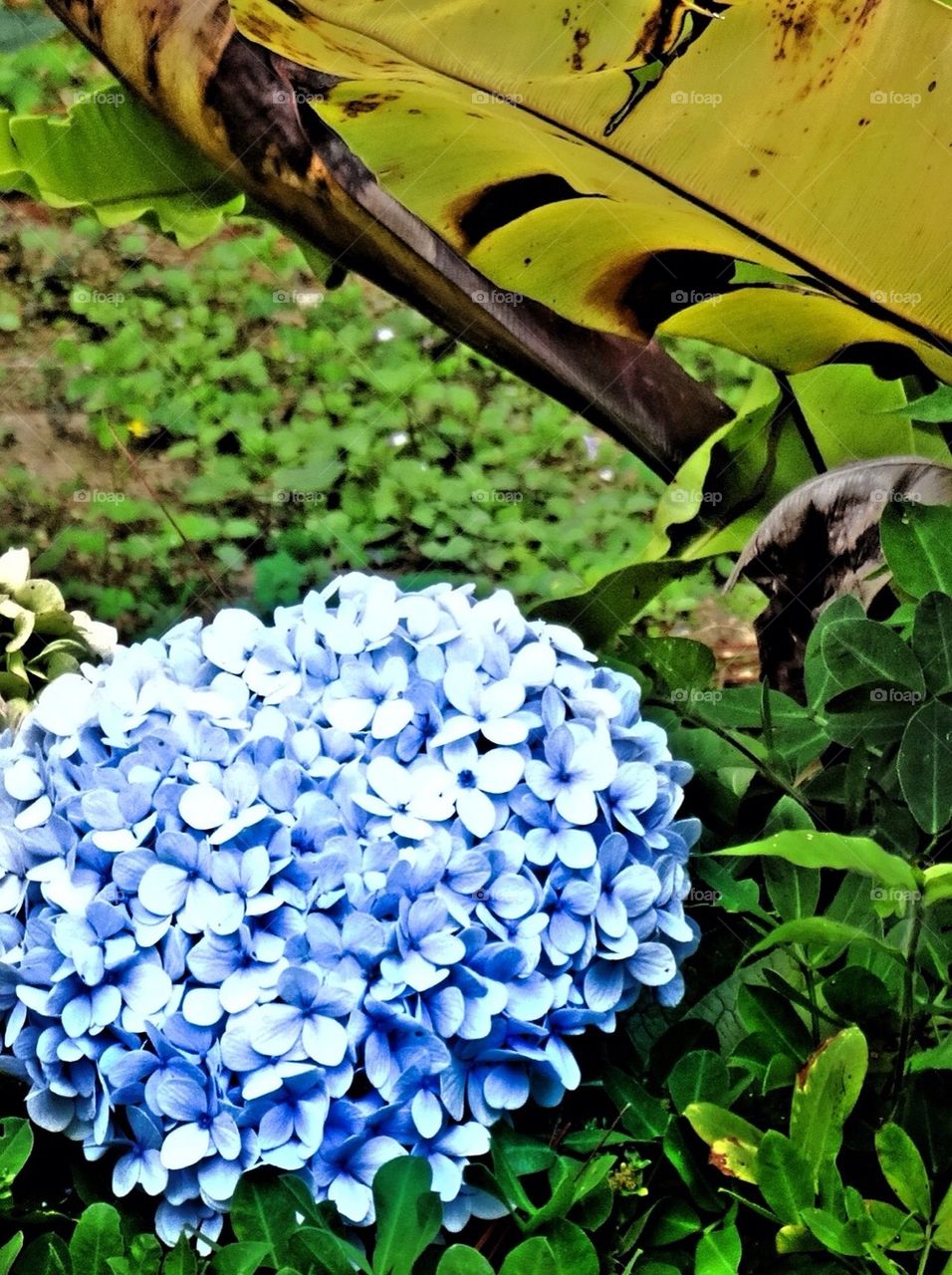 Blue Flowers