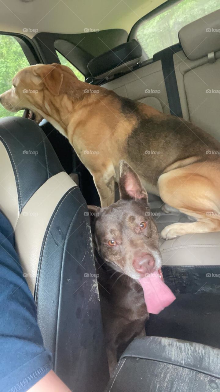 What’s this doing here? Nala and Zeus on the ride home after they snuck off to play hide n seek