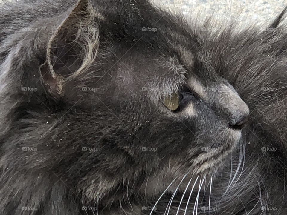 Cute gray kitty doing kitty things