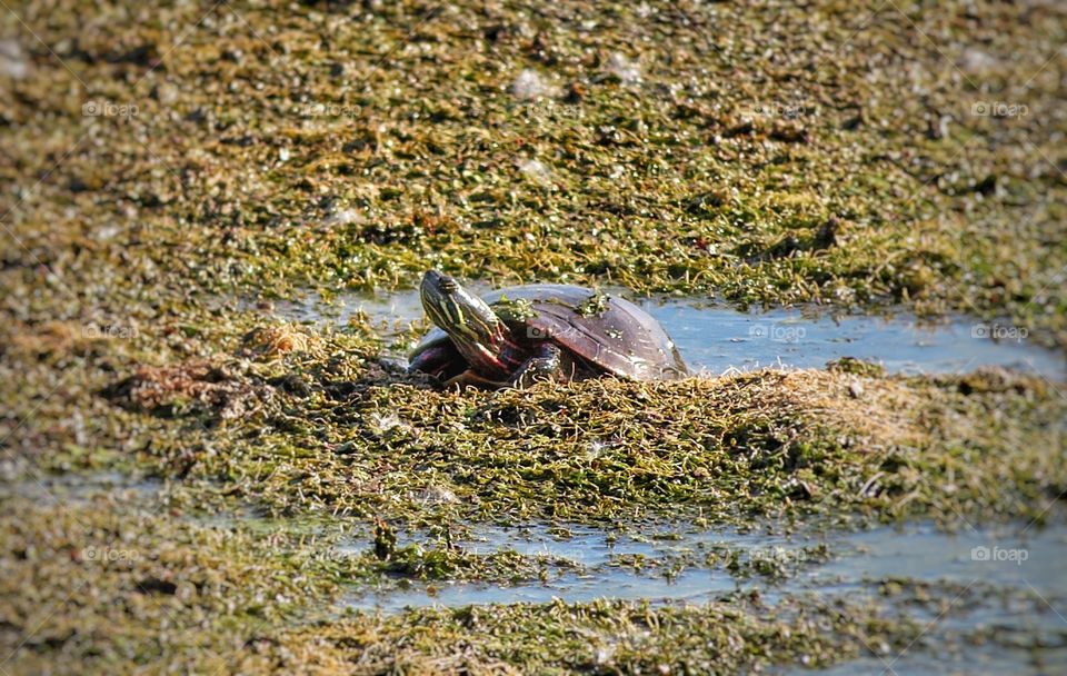 Turtle Boucherville Québec 