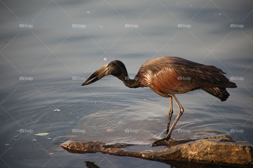 A bird fishing for a meal in Lake Victoria, Uganda.