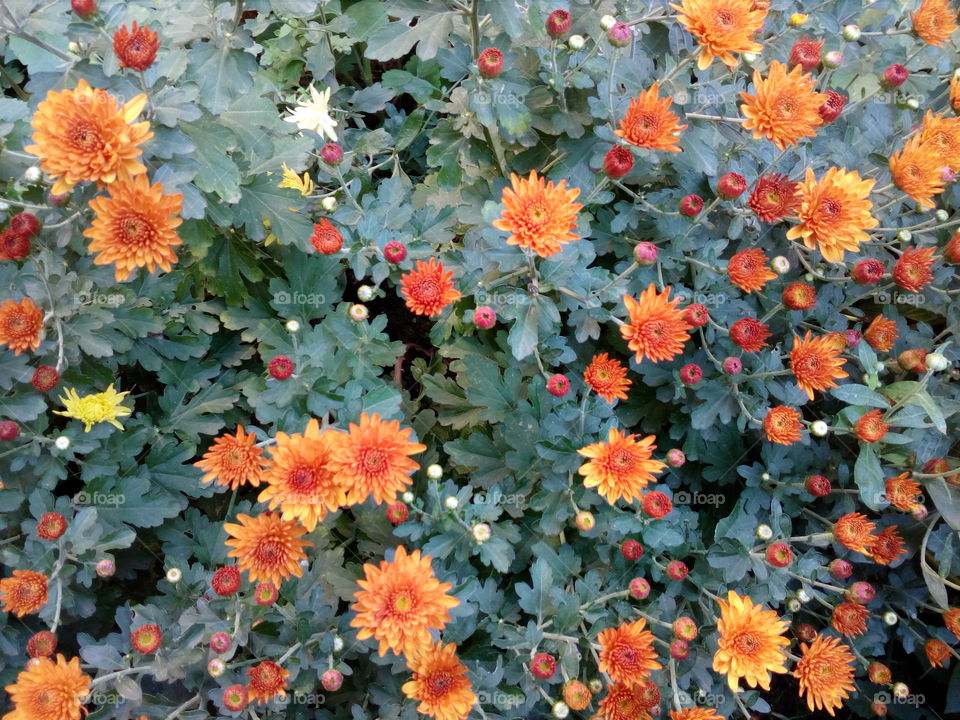 chrysanthemum