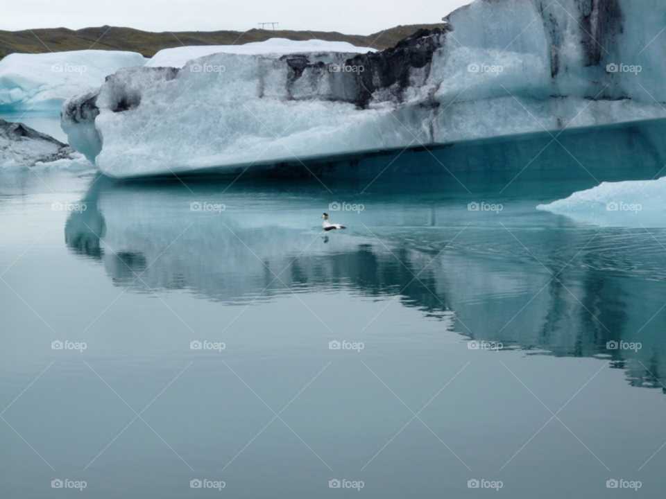 duck iceland iceberg by ntiffin72