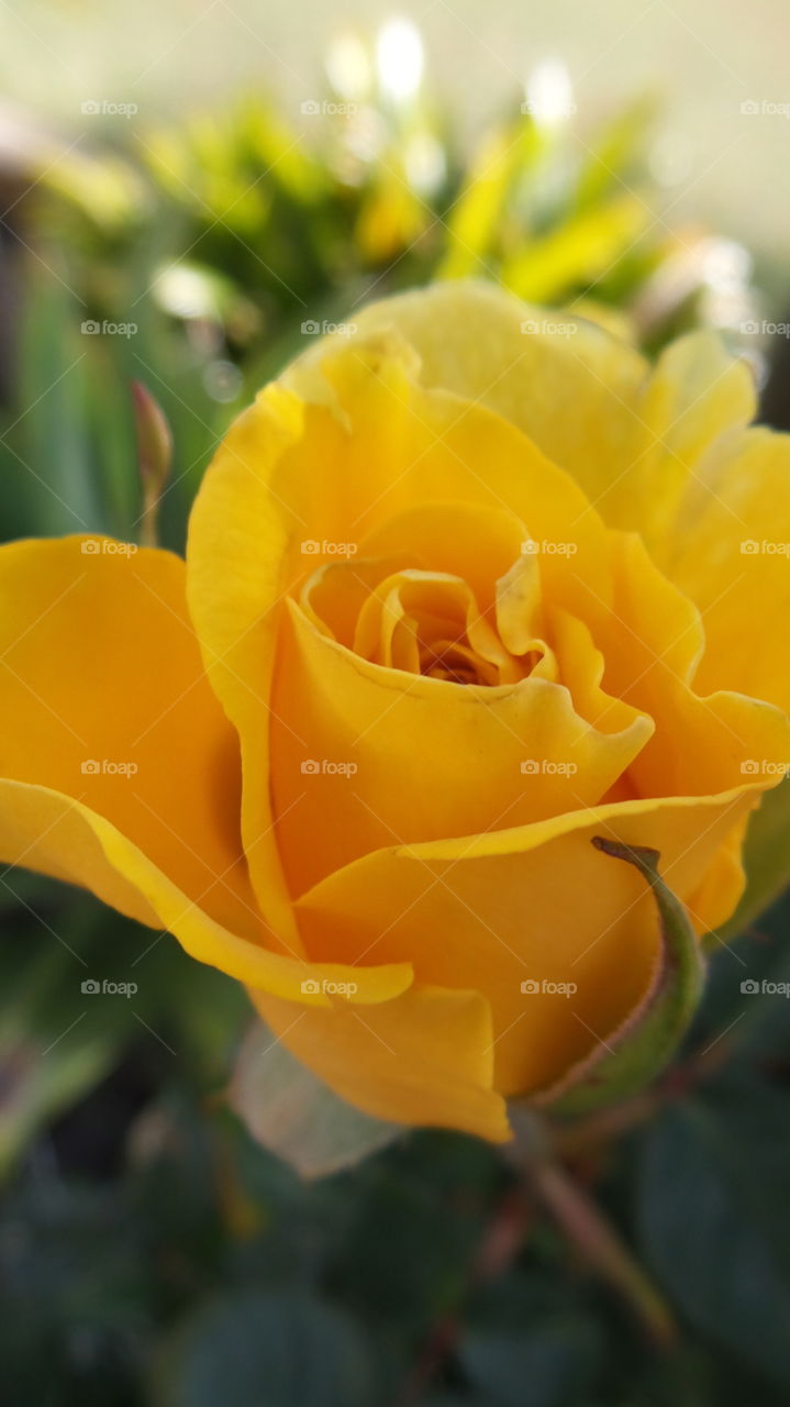 yellow rose in our garden