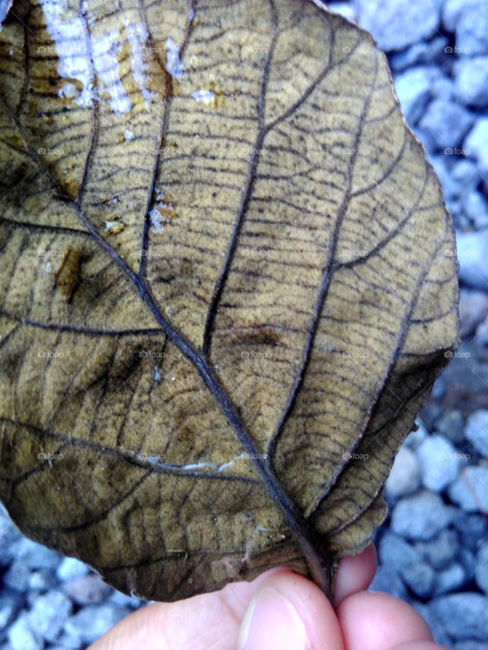 leaves with a stone