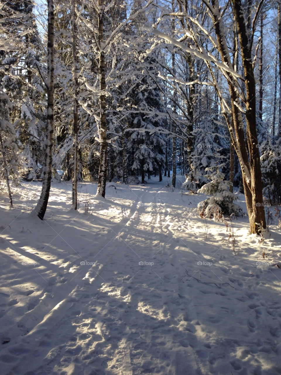 snow winter sun trees by MagnusPm