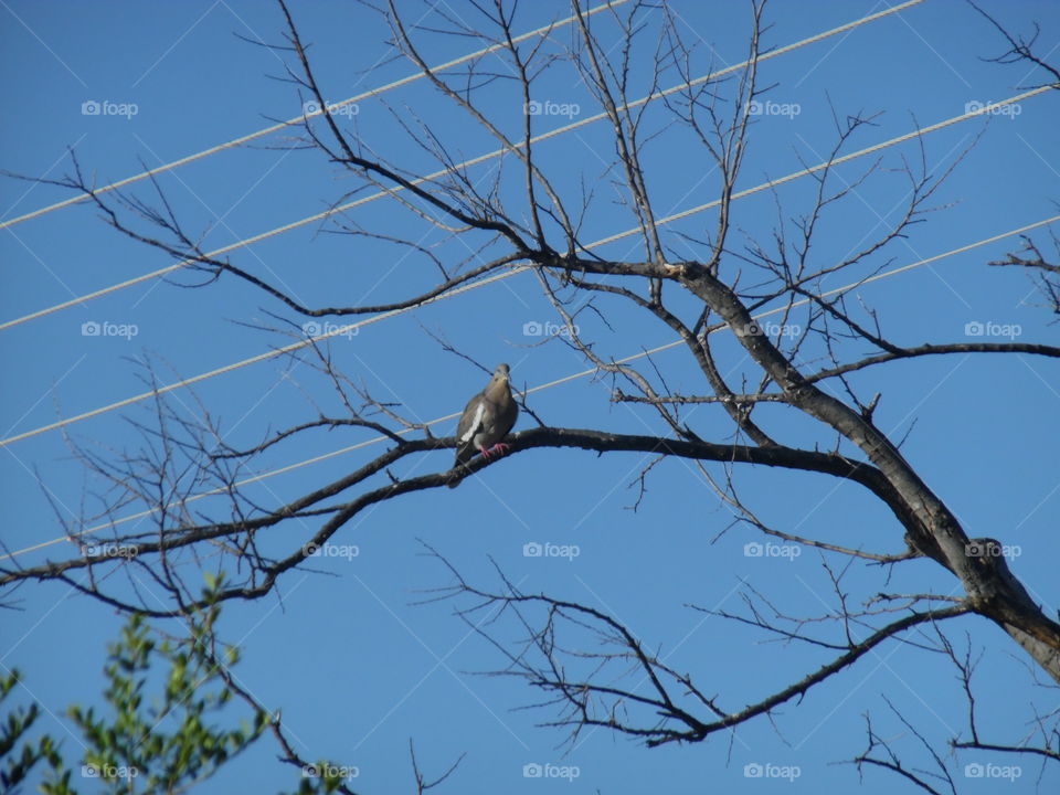 dove from above. This is a picture of a bird 🐦 that was cooing to me