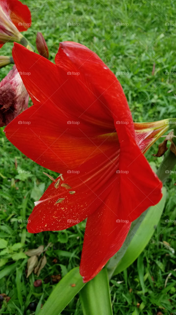 PRYRODNYY, KVITNYY CHAS, SVIT roslyny, KVITKY, SAD, Hippeastrum papilio (Ravenna).