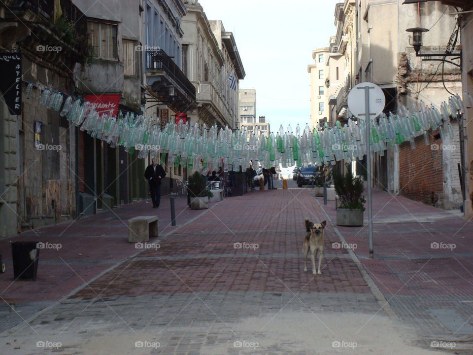 street travel dog tourist by arya108
