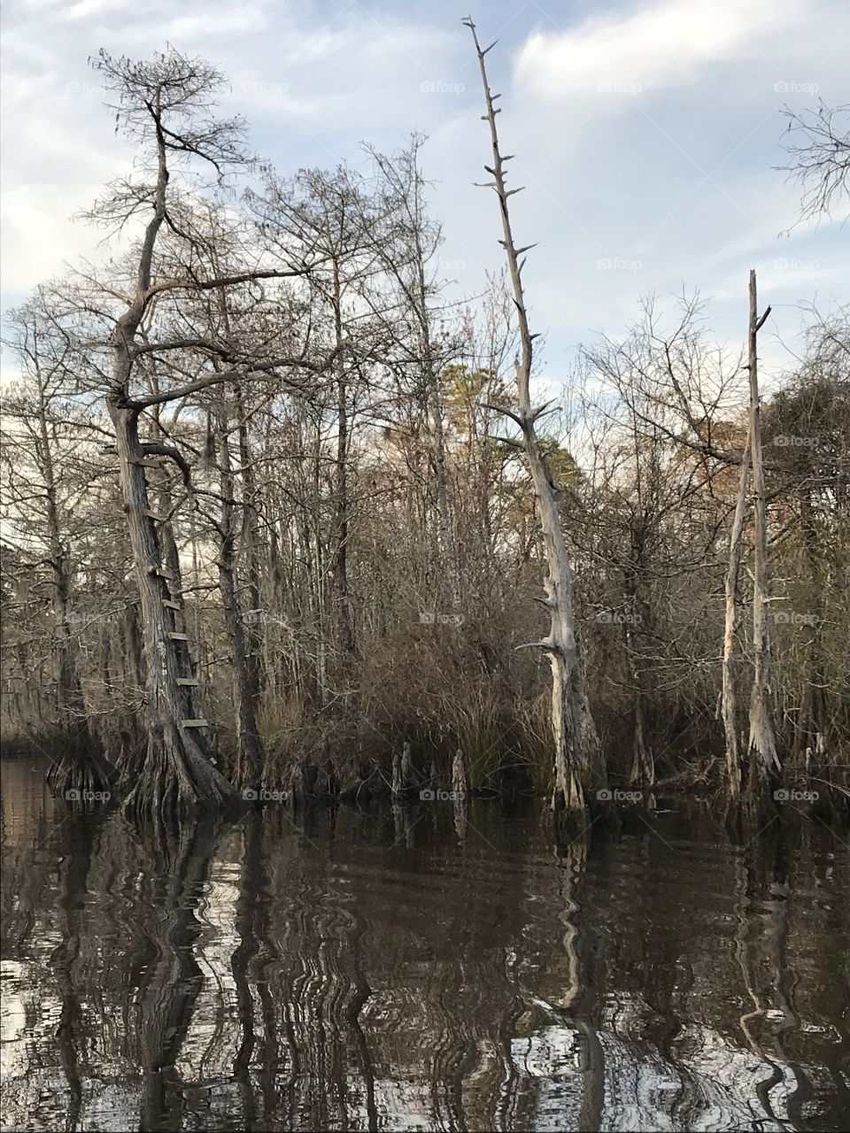 Cypress trees 