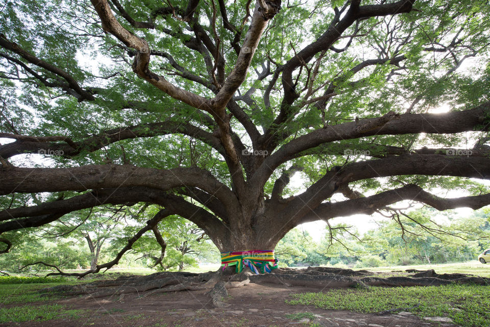 Big tree in Kanchanaburi Thailand 