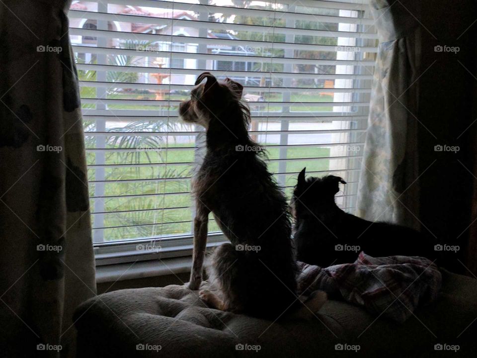 Dogs Watching
