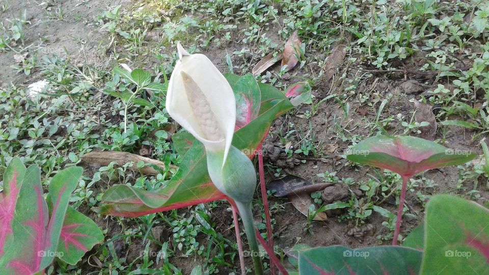 cap wearing flower so beautiful