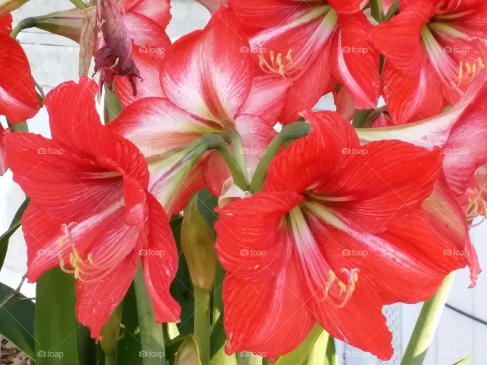 Lily