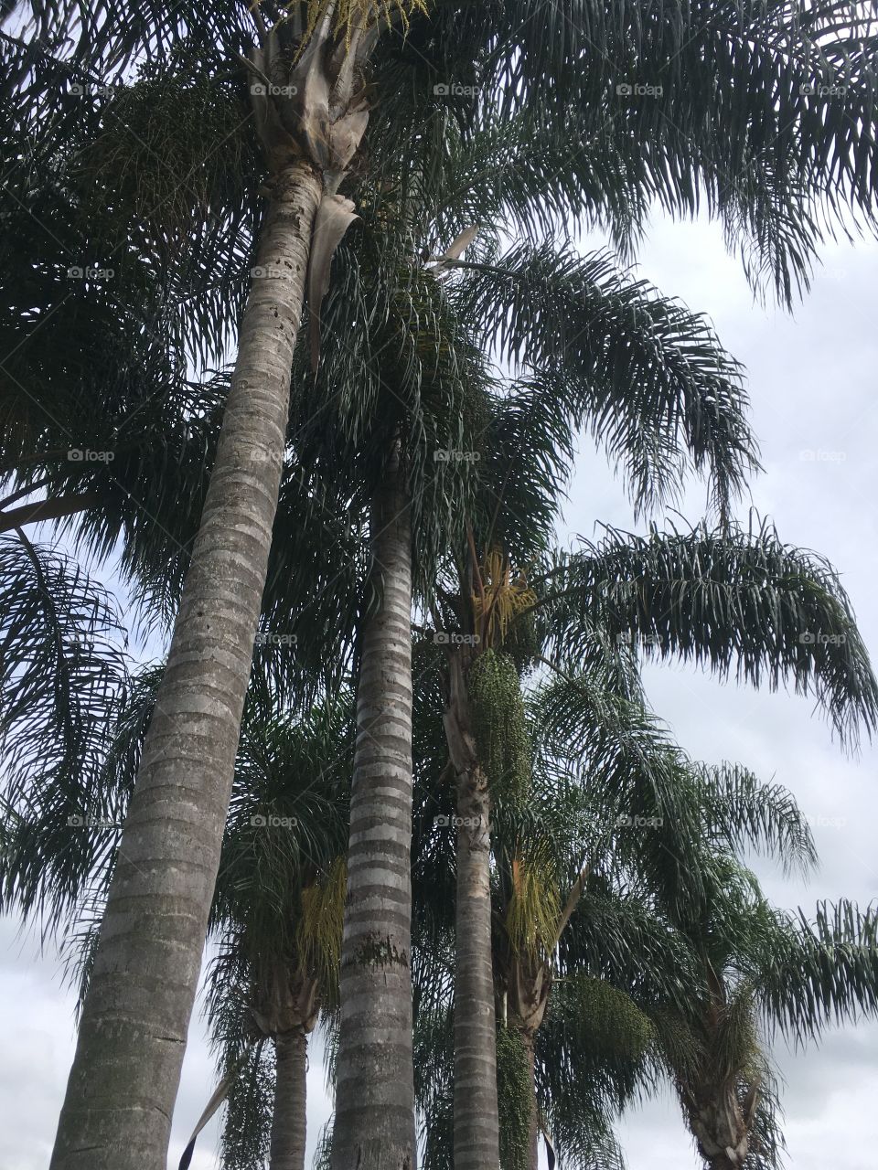 The trees with their enchanting beauty giving the sky a colossal image! / As árvores com sua beleza encantadora dando ao céu uma imagem colossal!