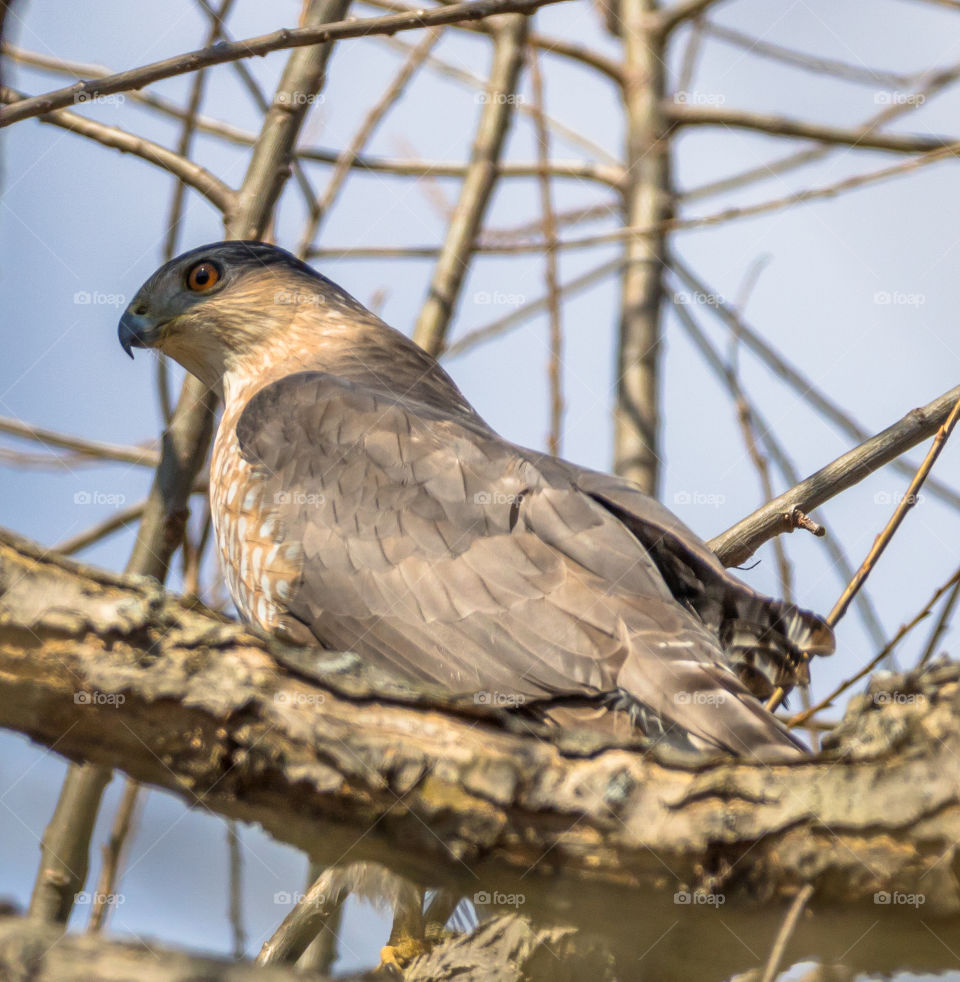 Cooper's hawk 