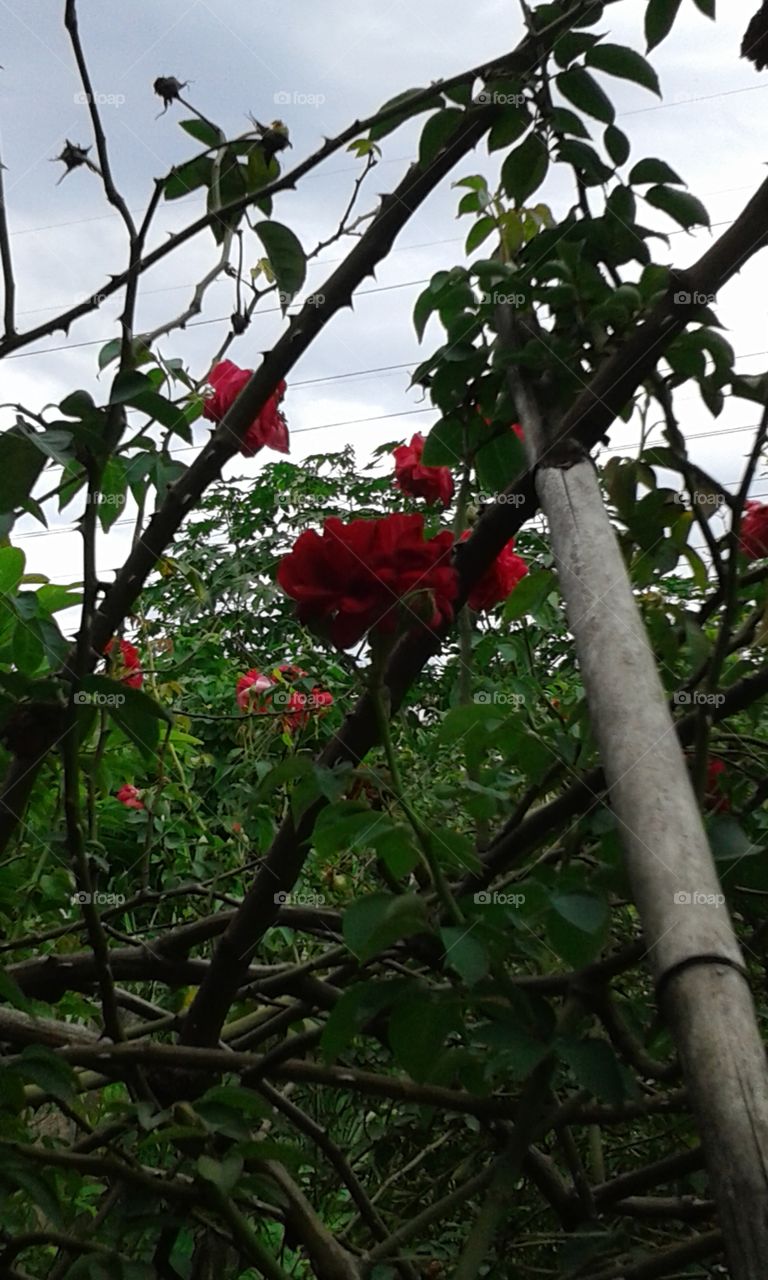 Tree, Branch, Leaf, Fruit, Flora