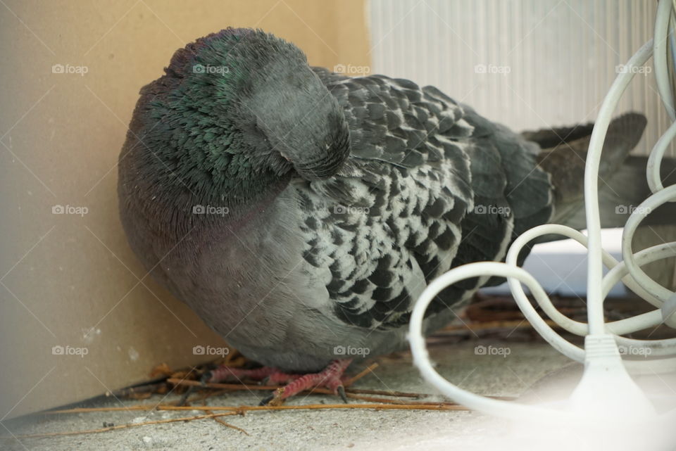 curious pigeon, cleaning himself and waiting for a life partner on the balcony