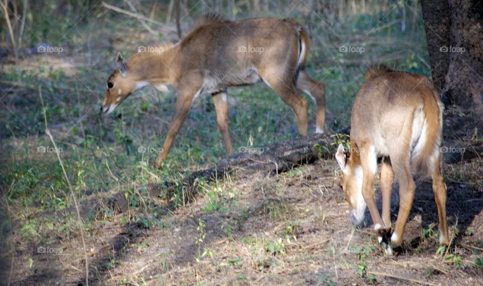 Two deers enjoying their evening meal - beautiful to look at - share - a day well spent.