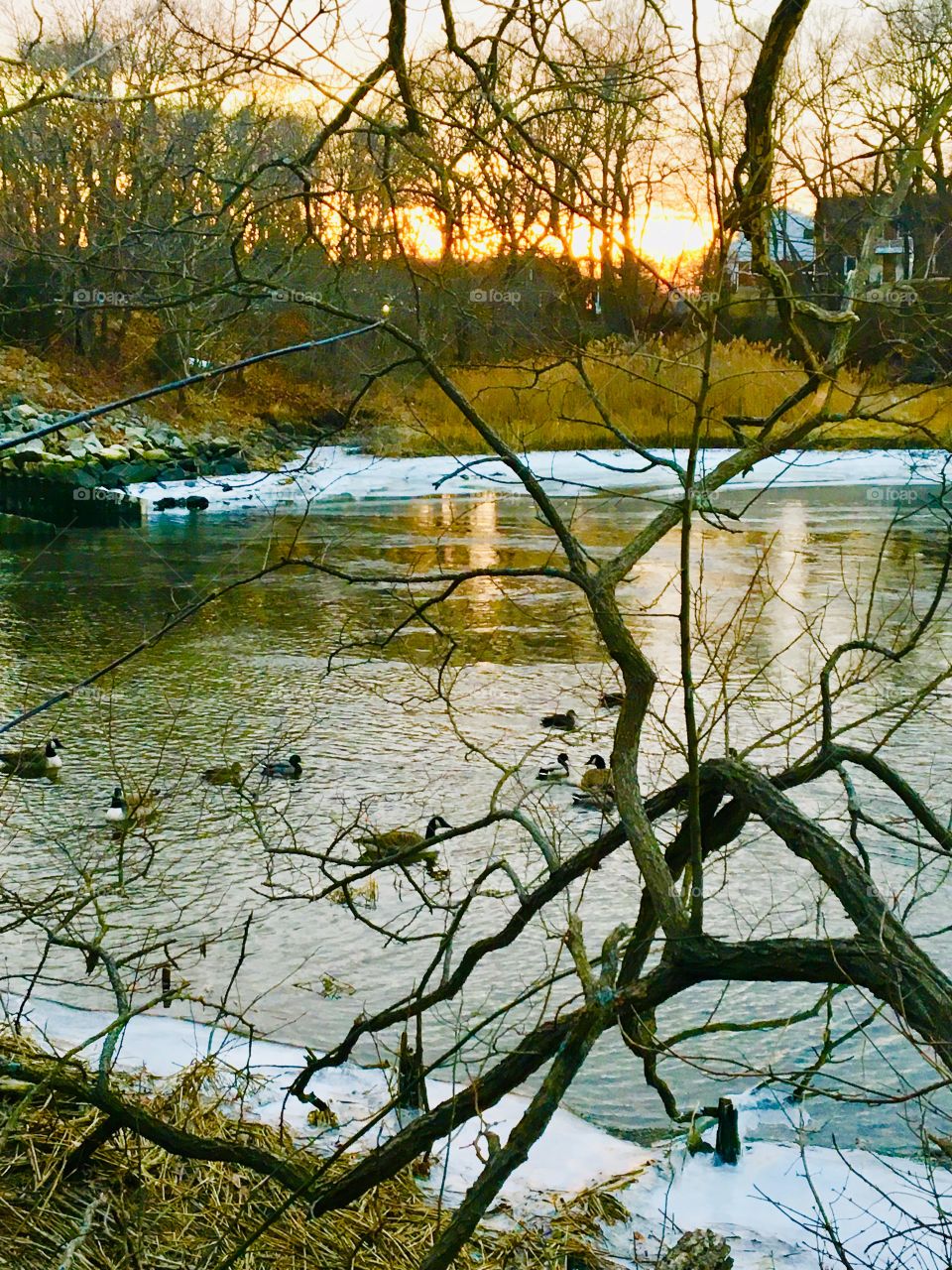 Geese on the Cove 