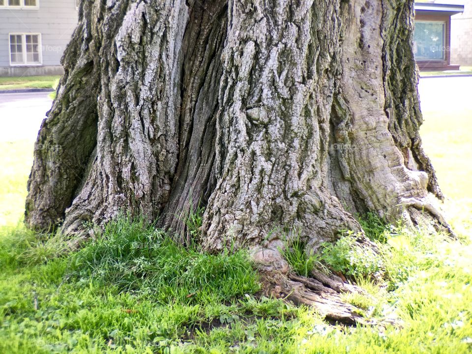 Big Trunk