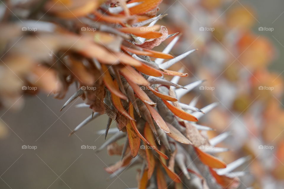 Up close and beautiful desert plant