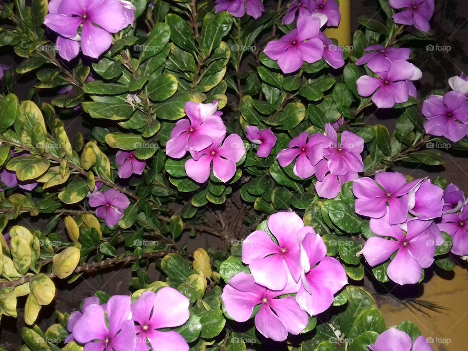 pink flower are very beautiful in the world.