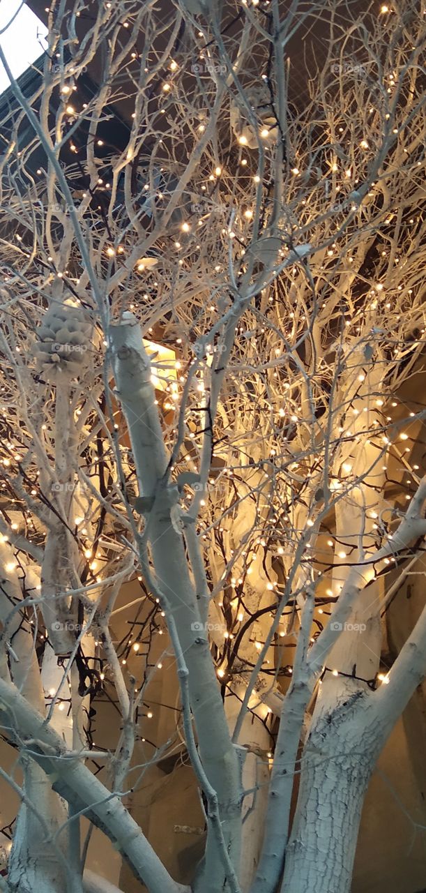 arboles de navidad secos