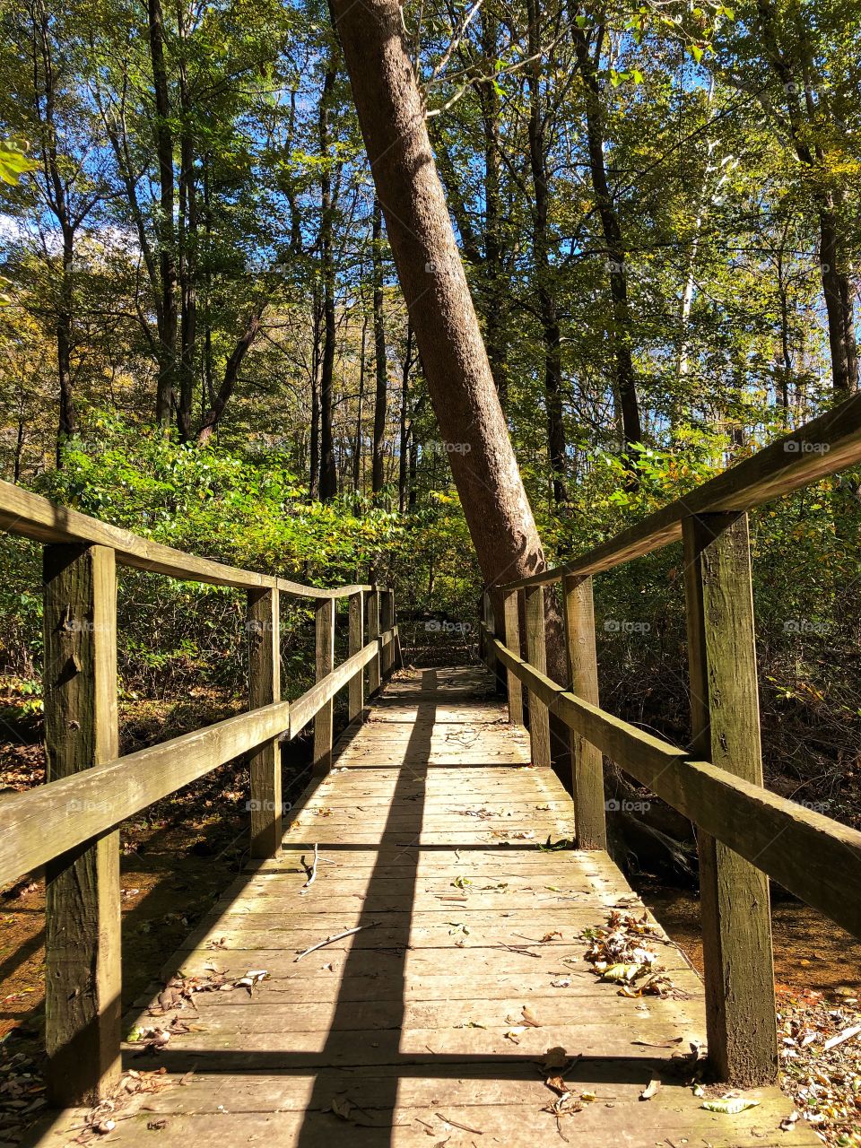 Bridge in the woods