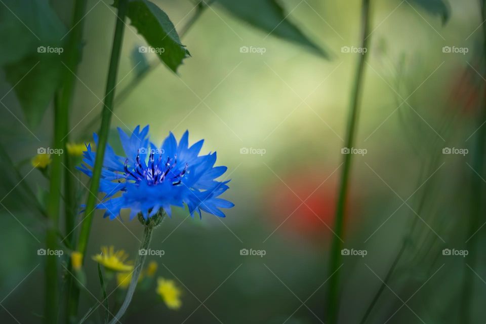 Beautiful blue colour flower in bloom