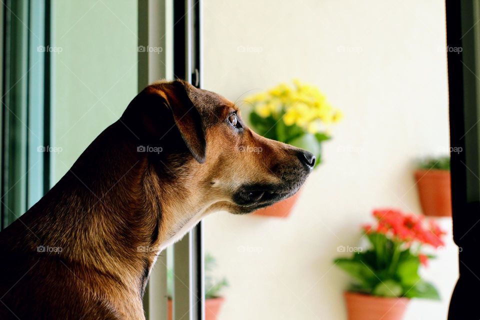 Cute dog looking through the window