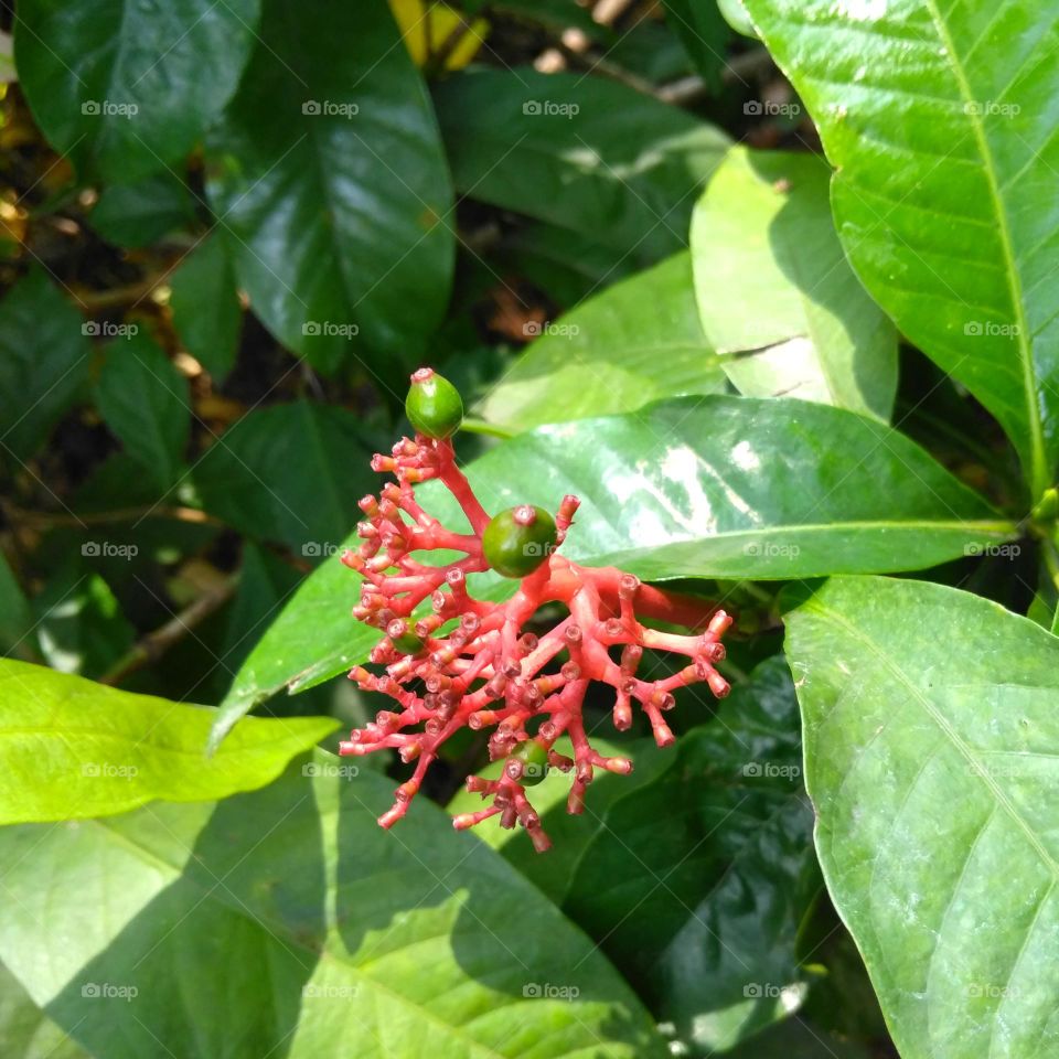 Red flower on the park