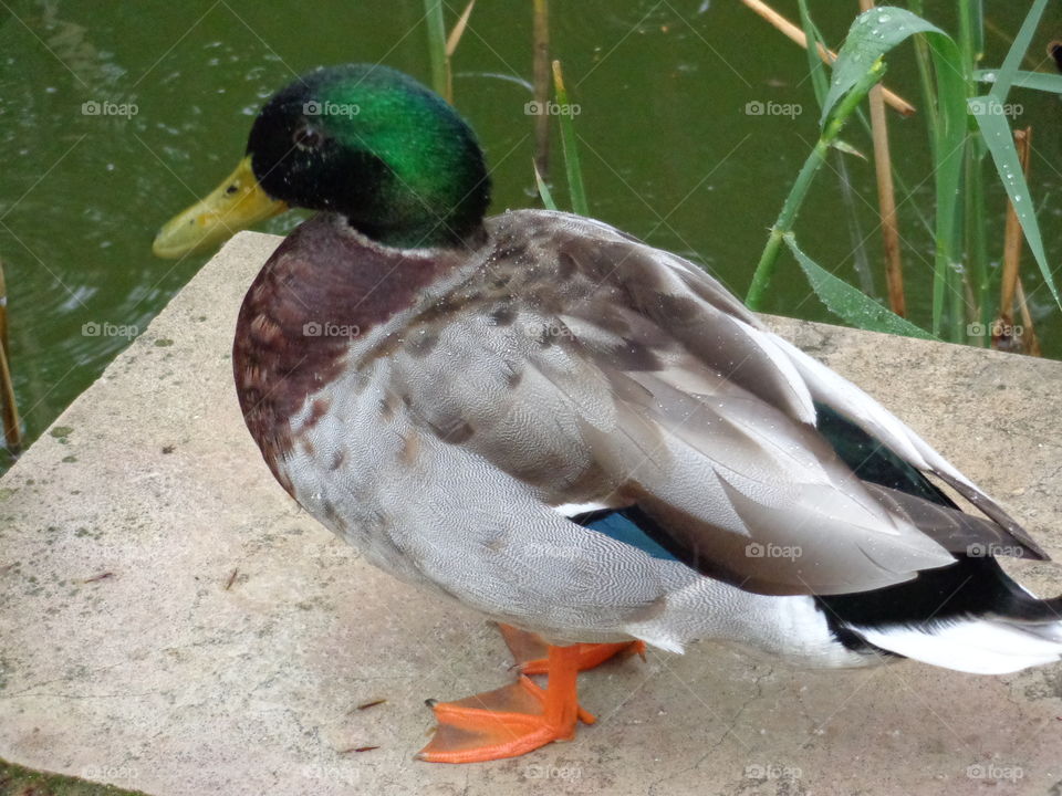 duck
