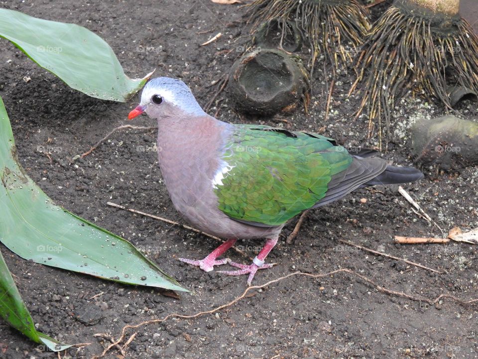 A close up of a pigeon 