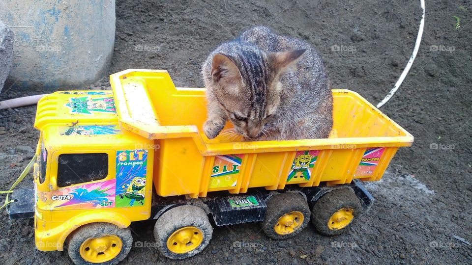 Cute kitten sitting on toy car