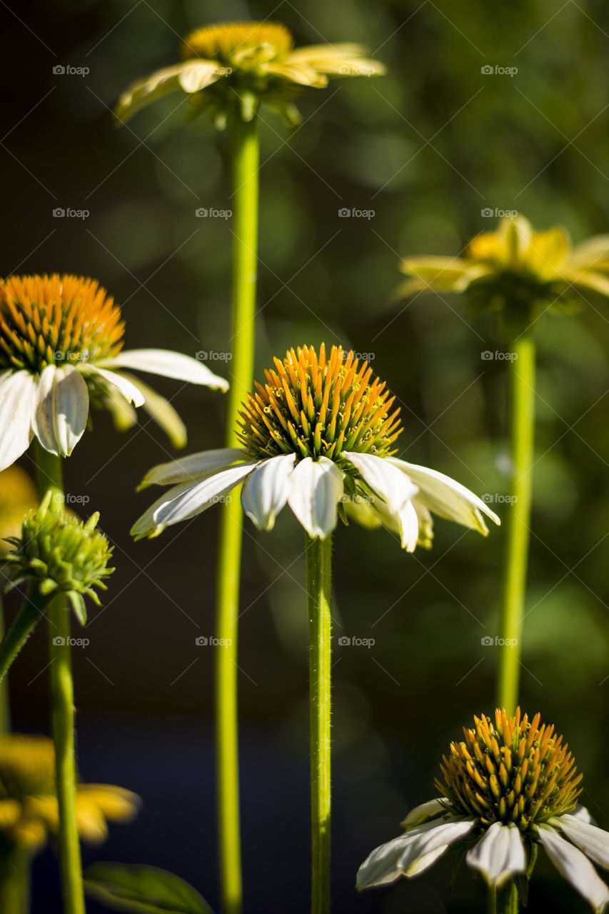 a portrait of a white echinacea purpurea also called a white swan flower, surrounded by other flowers of its kind.