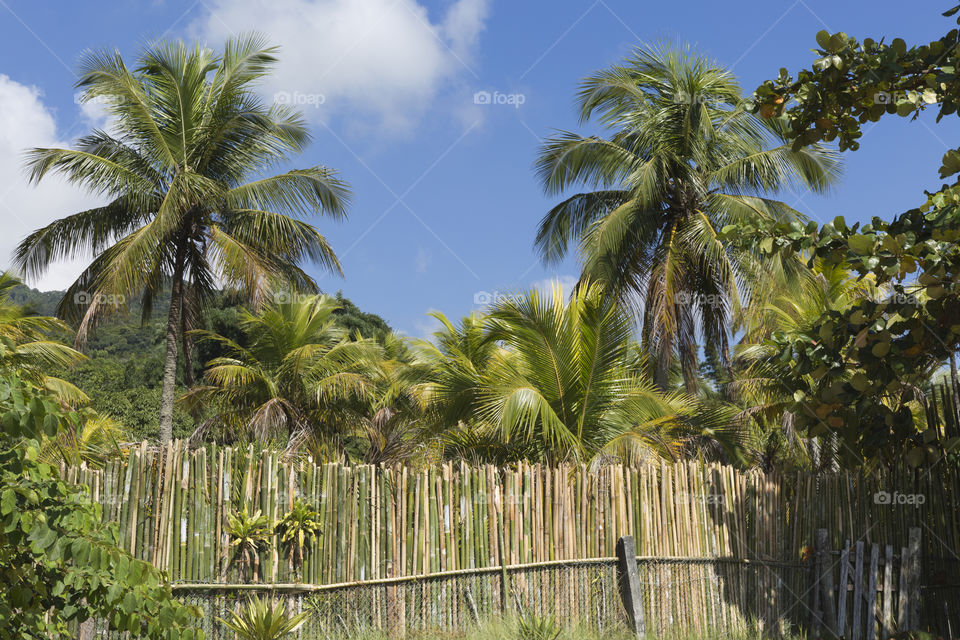 Forest on the Big Island in Rio de Janeiro Brazil.