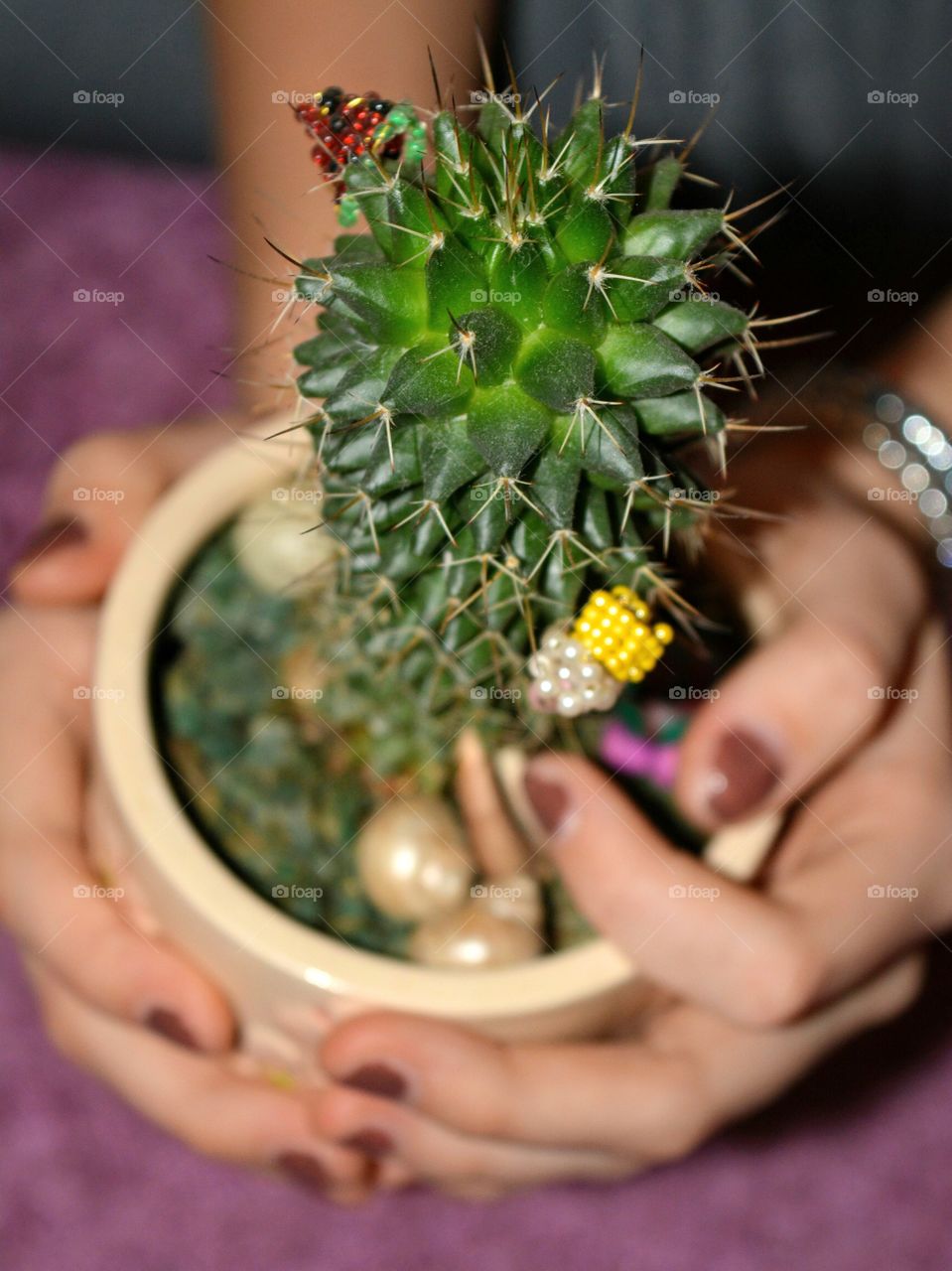 cactus house plant in pot in the hands beautiful decorative