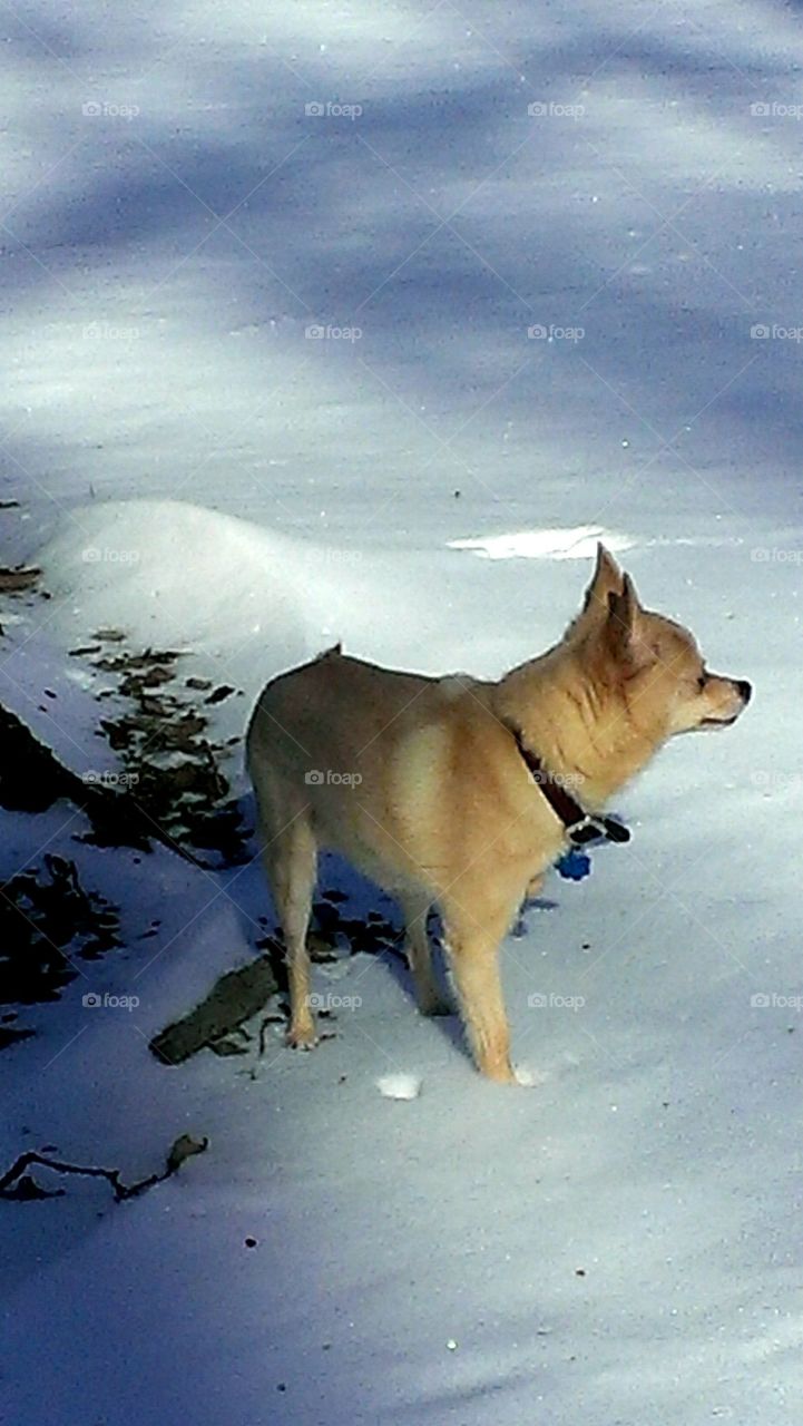 Walking in a winter wonderland 