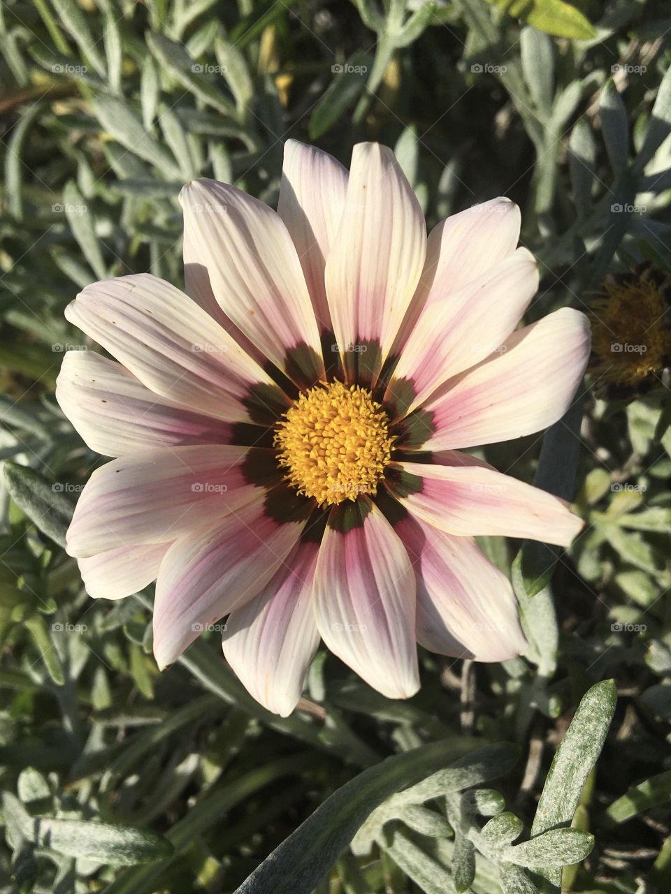 African daisy - osteospermum