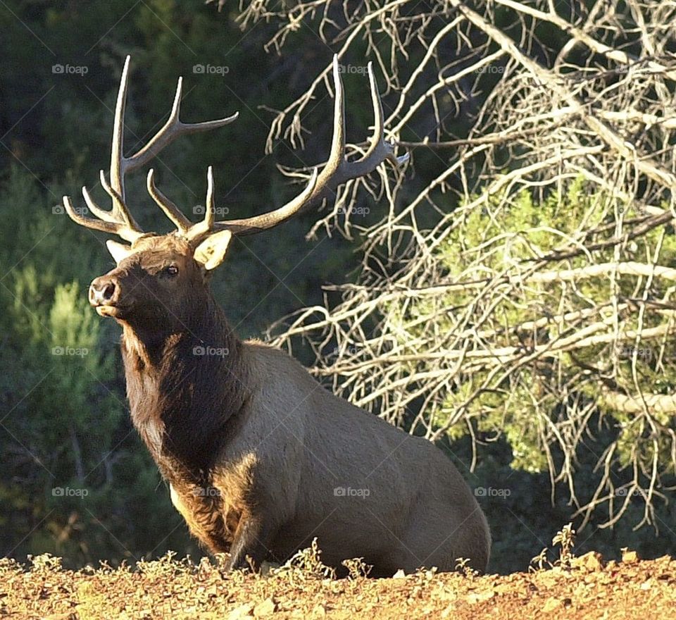 A bull elk emerges from the forest as it approaches a water hole.