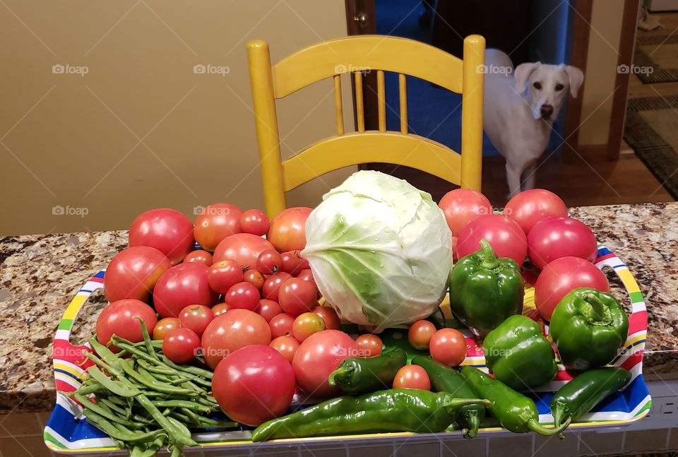 Organic vegetables picked from the garden with my dog Elle supervising