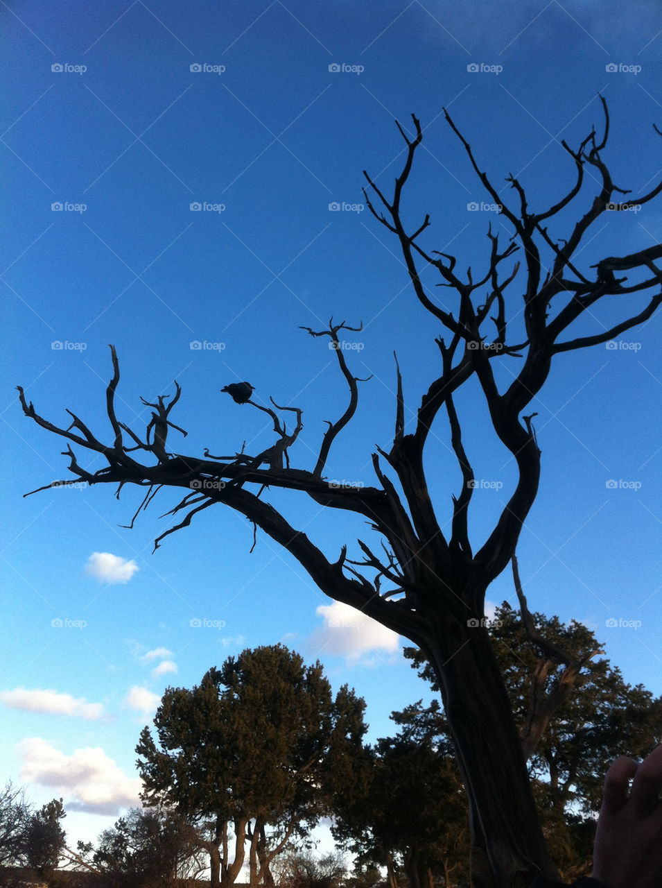 nature trees by vancnggow