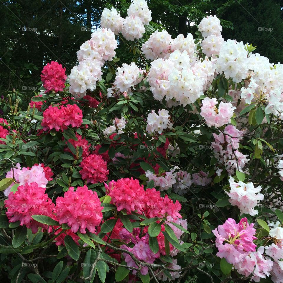 Springtime rhododendrons in Surrey.. Rhododendrons