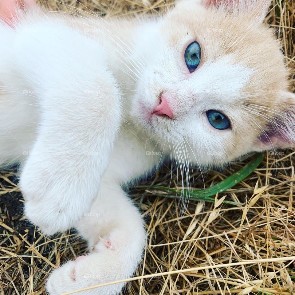 Cat with blue eyes