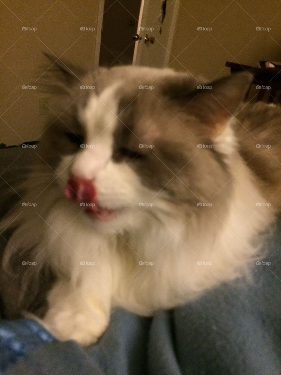 Frankie licking her nose