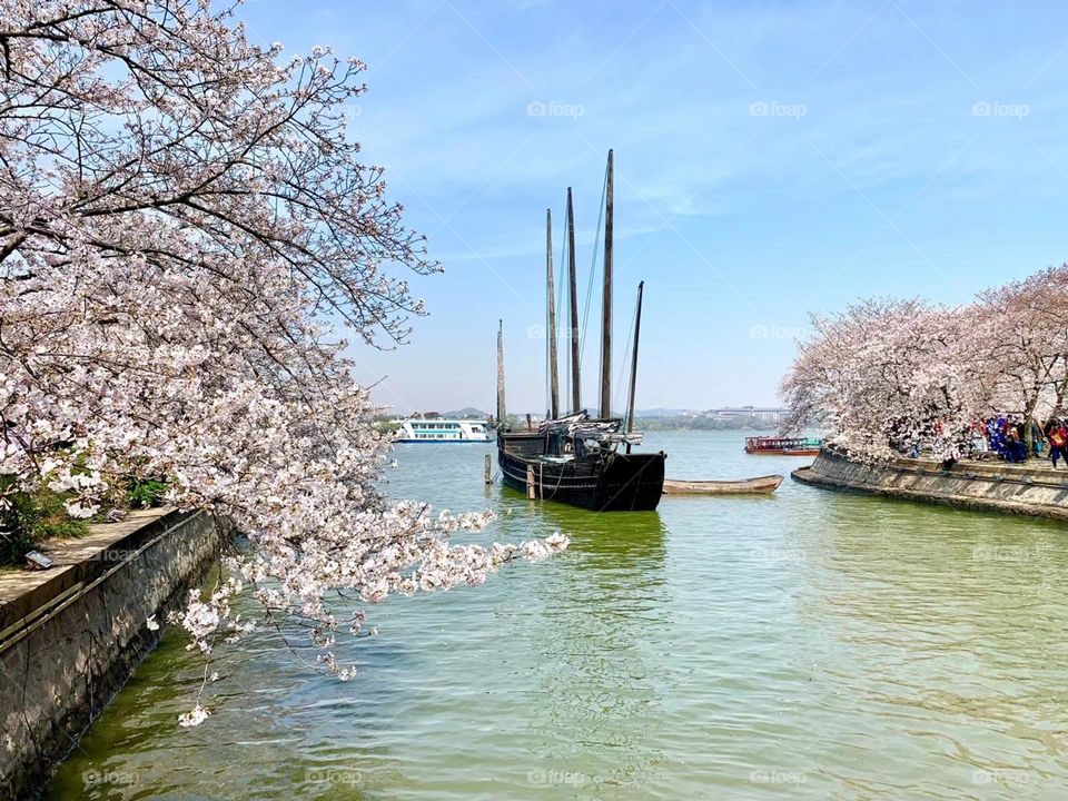 Spring blussom in Shanghai