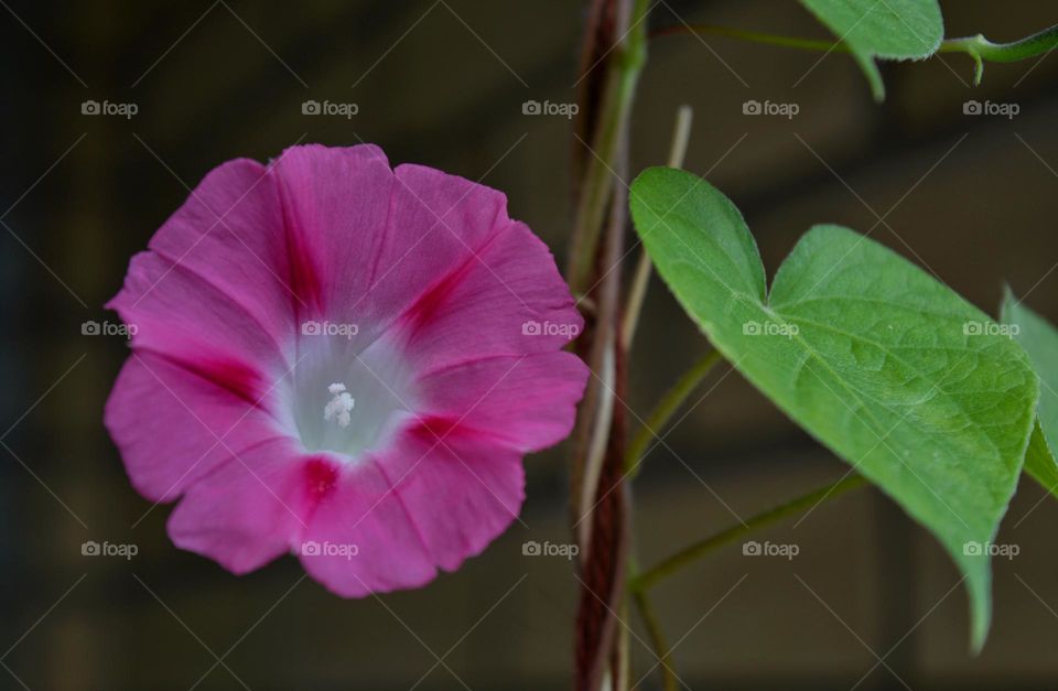 pink flower